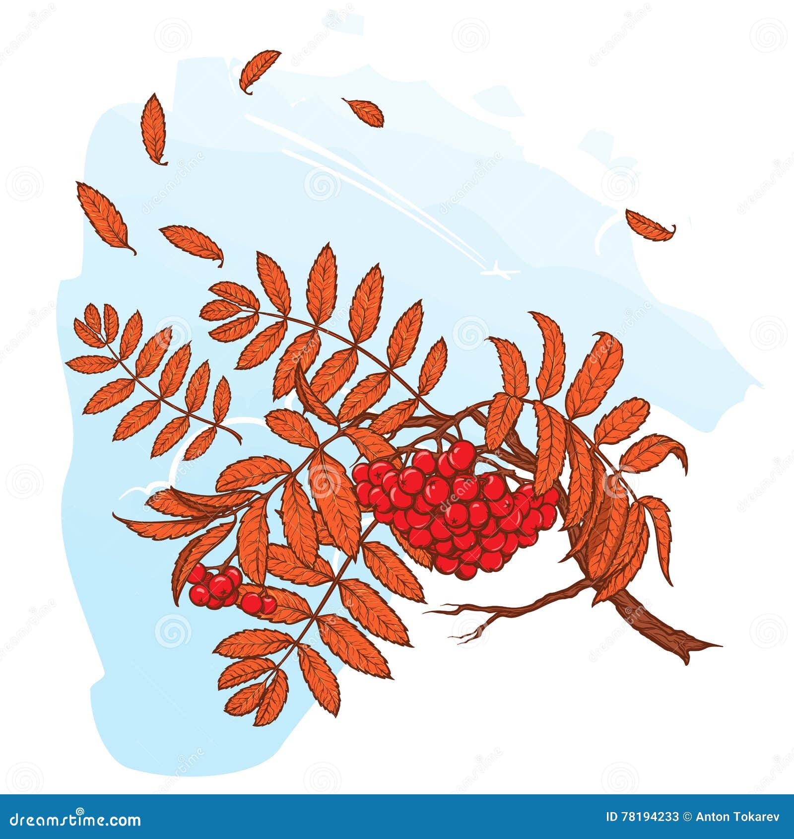 rowanberry branch. sketch on watercolor background