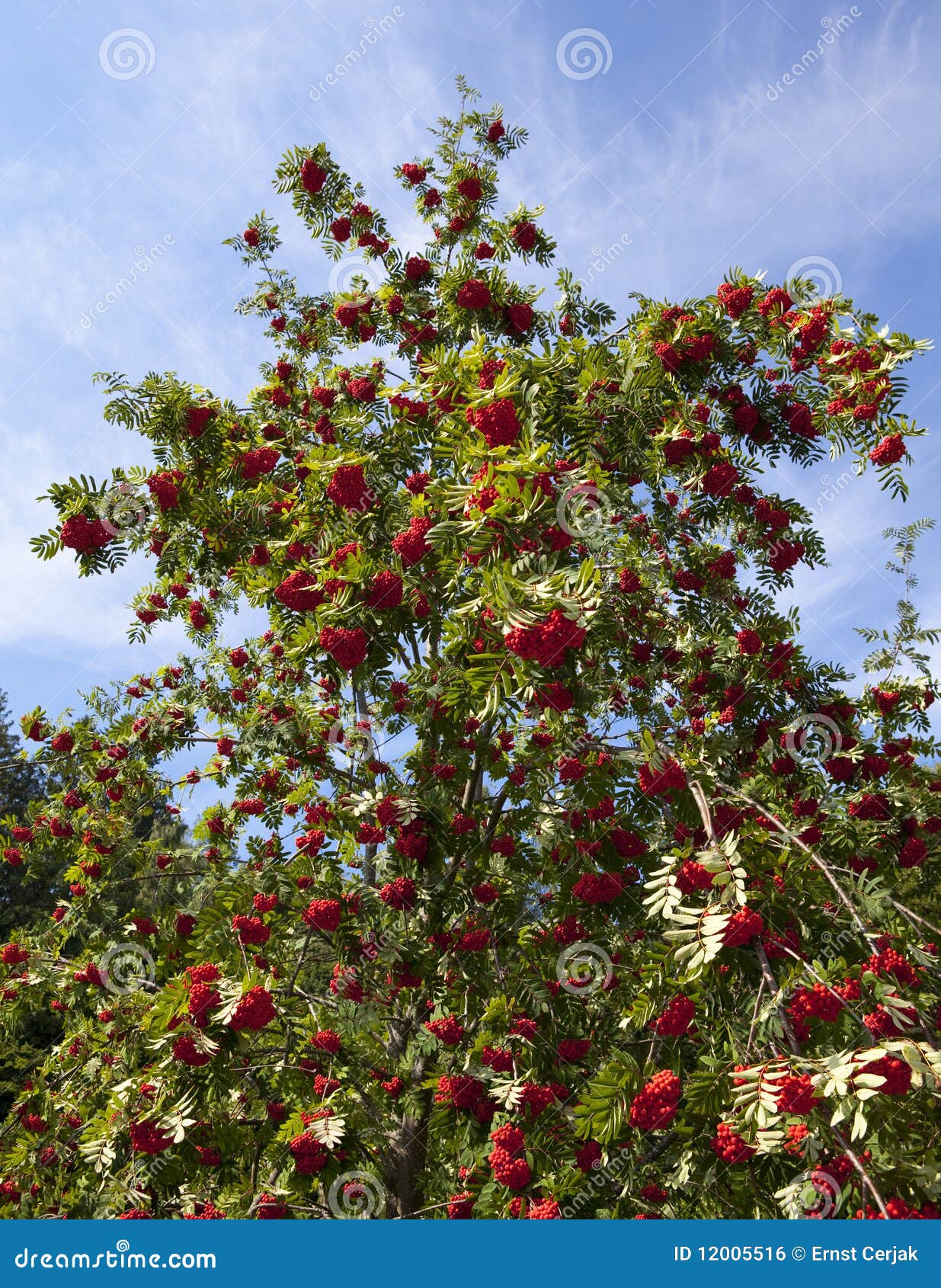 rowanberry tree