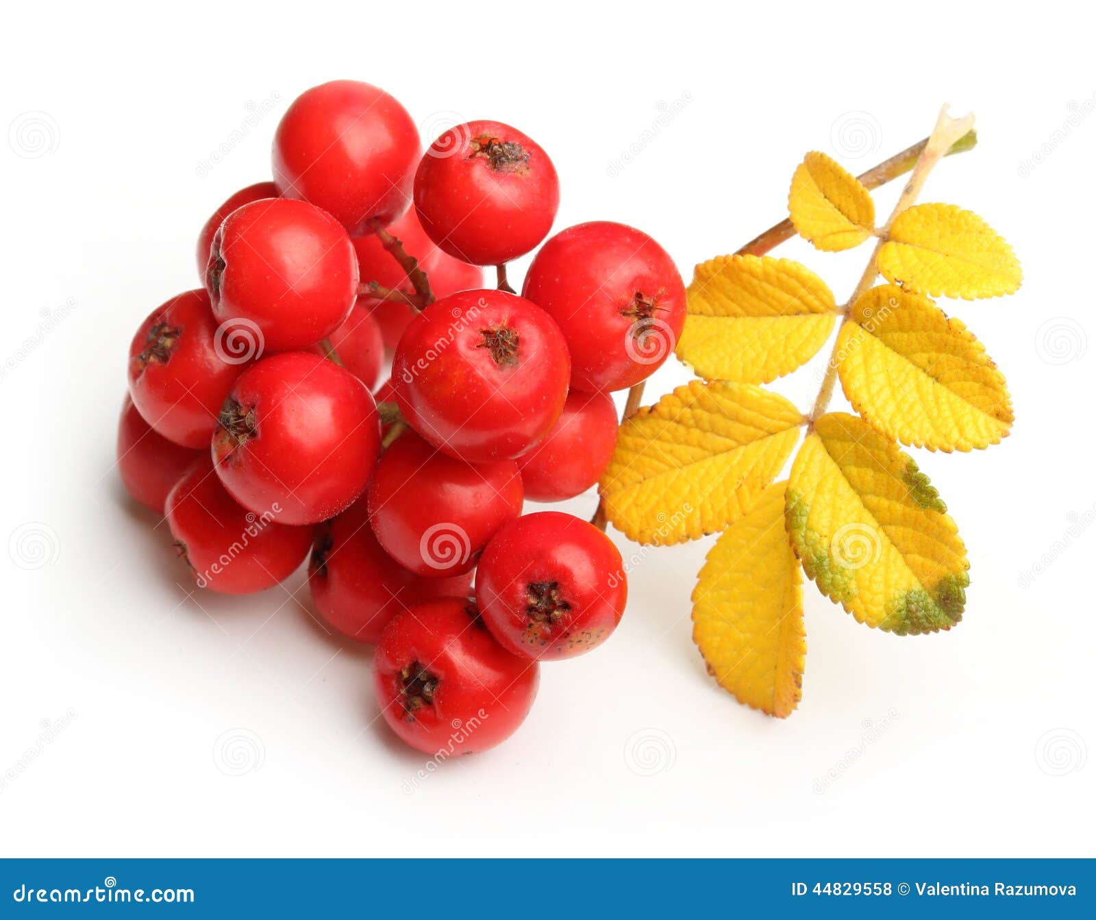 rowanberry twig 