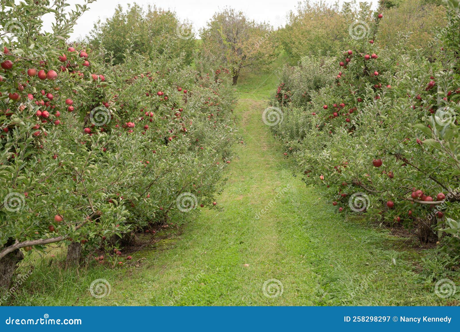 Apple Picking Season is upon Us Stock Image Image of york, leaves