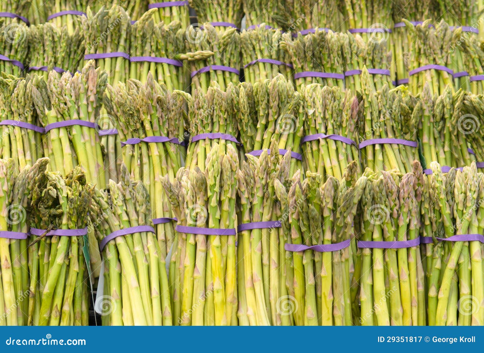 rows of asparagus