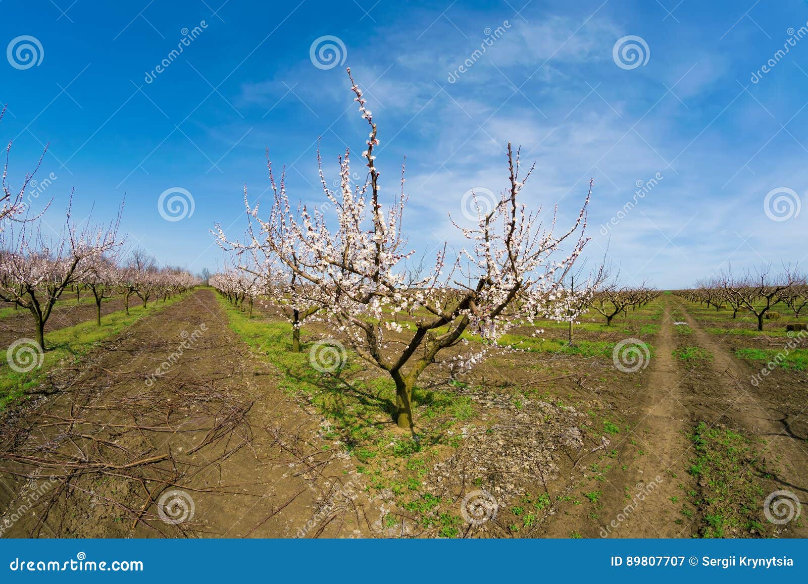 rows of beautiful blooming apricot trees in spring orchard at sunny day