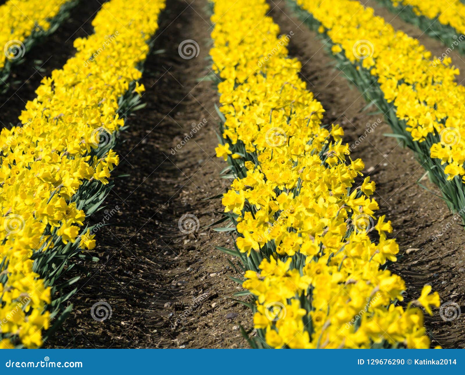 Blooming Daffodil Fields in Washington State Stock Photo Image of