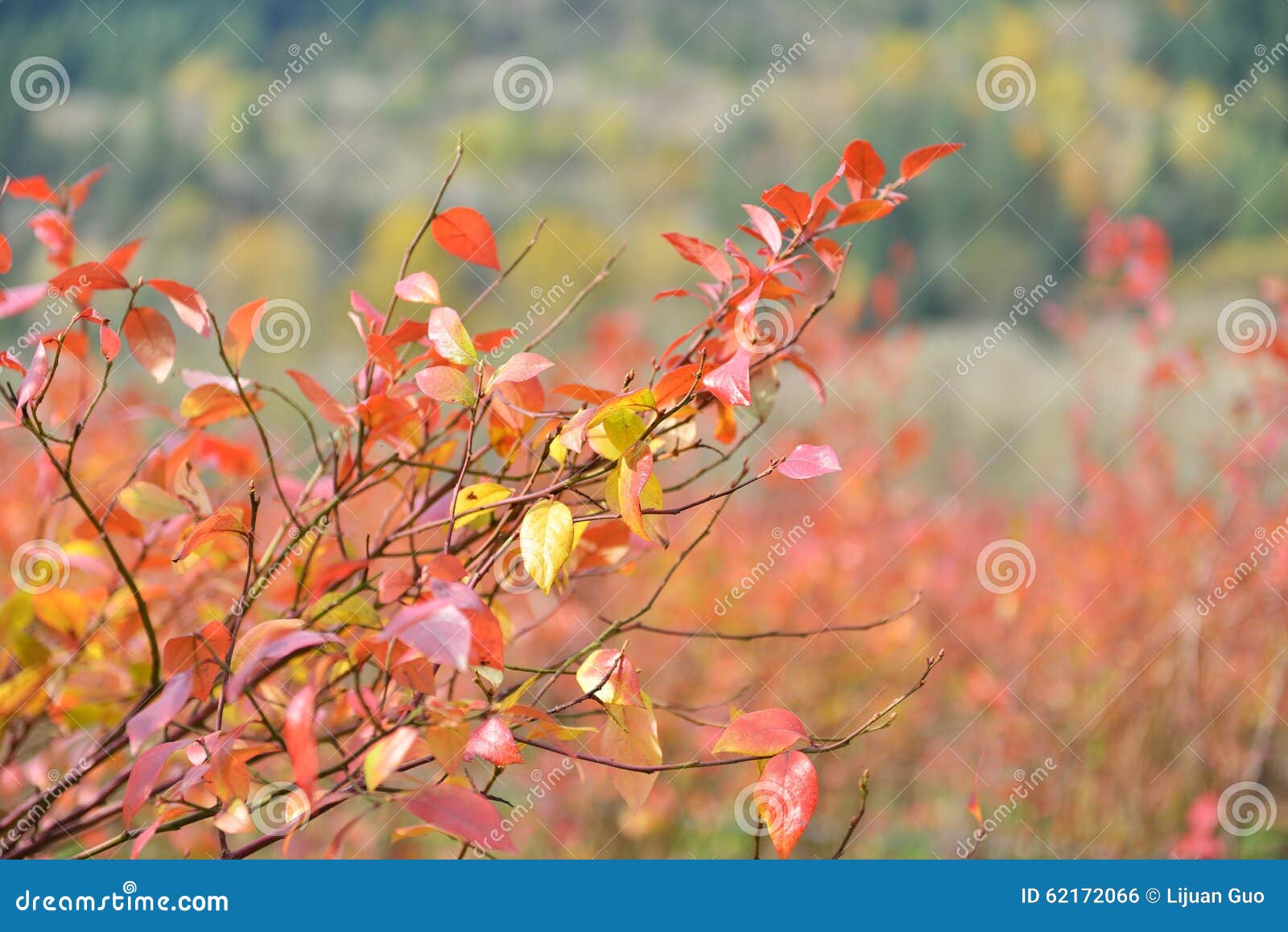 Rows of Blueberry Bushes in Fall Color Stock Photo Image of blueberry