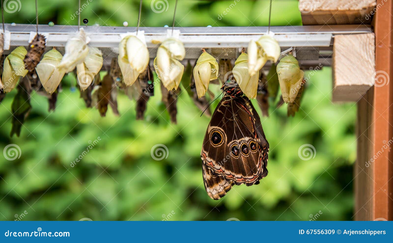 Rows of Butterfly Cocoons and Hatched Butterfly Stock Image Image of