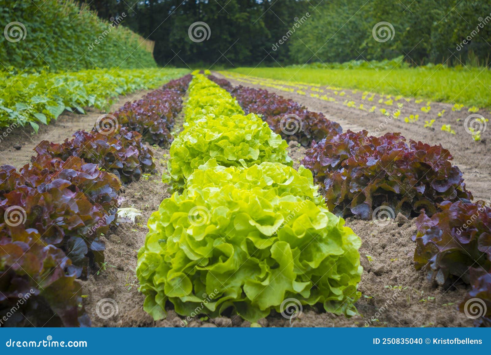 Rows of Cabbage Lettuce Growing on the Vegetable Farm Stock Photo