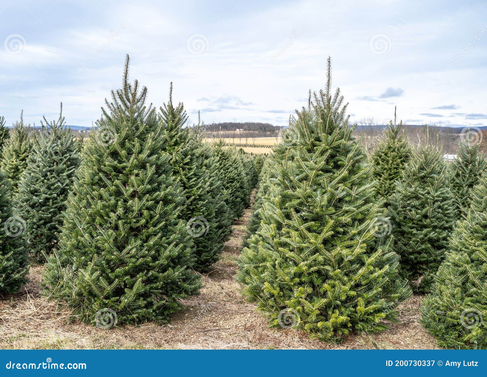 Rows of Christmas Trees at Local Tree Farm Stock Image Image of fresh, field 200730337