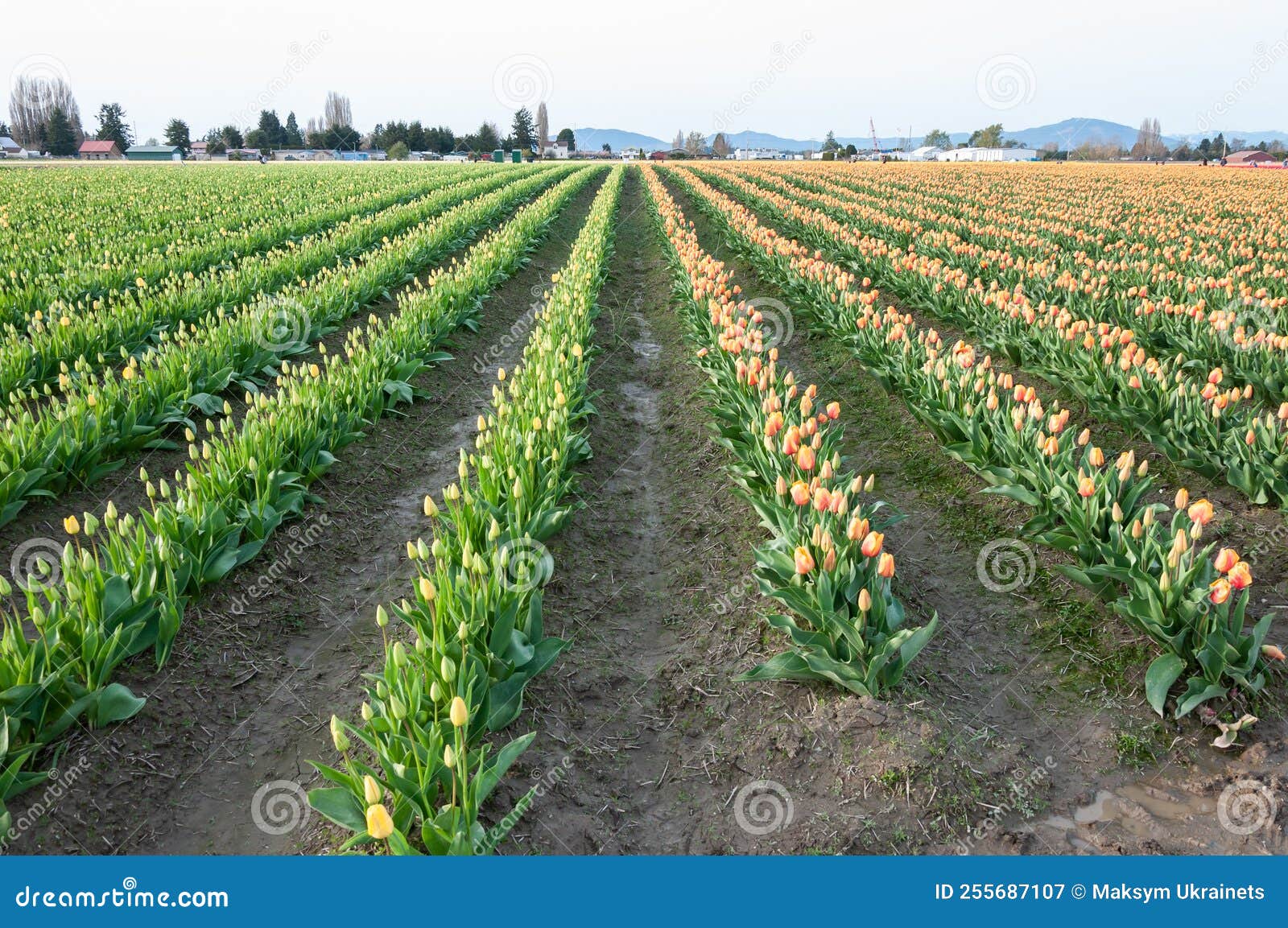 Rows of Colorful Tulip Fields at the Skagit Valley Tulip Festival, La
