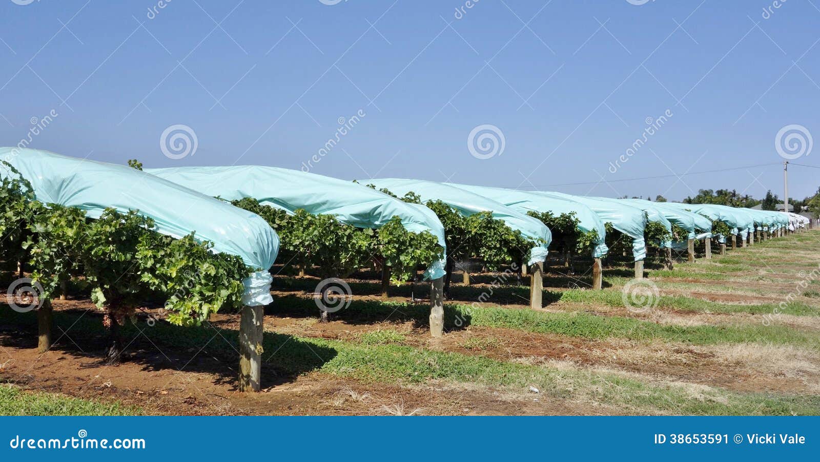 Rows Of Grape Vines Protected By Blue Plastic Cove Stock Image Image