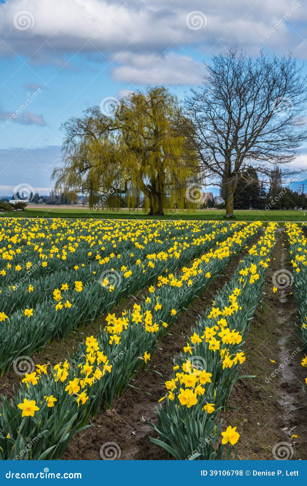 Rows of Daffodil Flowers on Farm Stock Photo Image of colorful