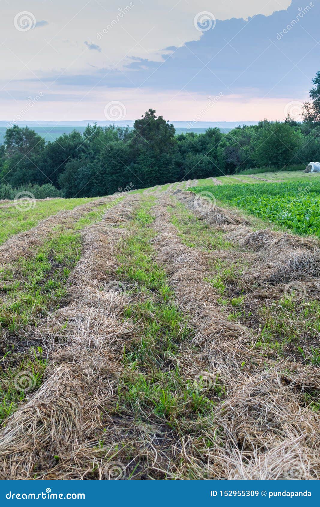 Rows Of Dry Grass Stock Image Image Of Golden Field 152955309