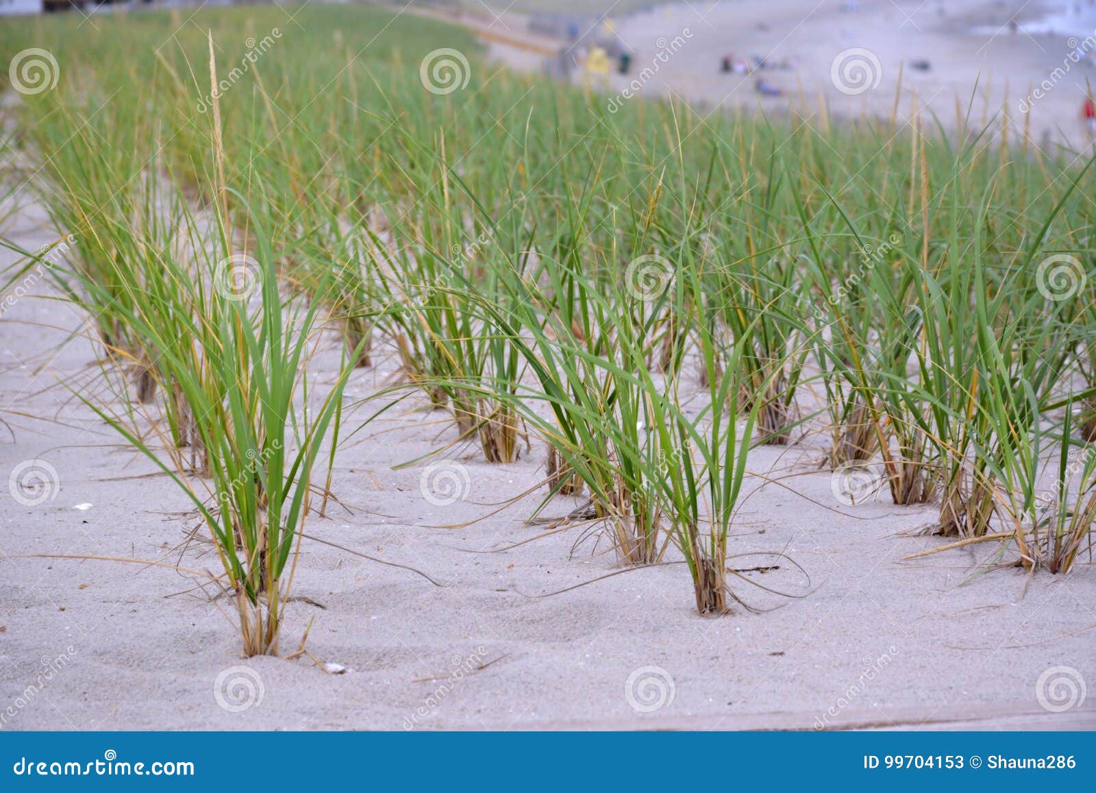 Rows of Dune Grass on the Beach Stock Image Image of seaside, plants