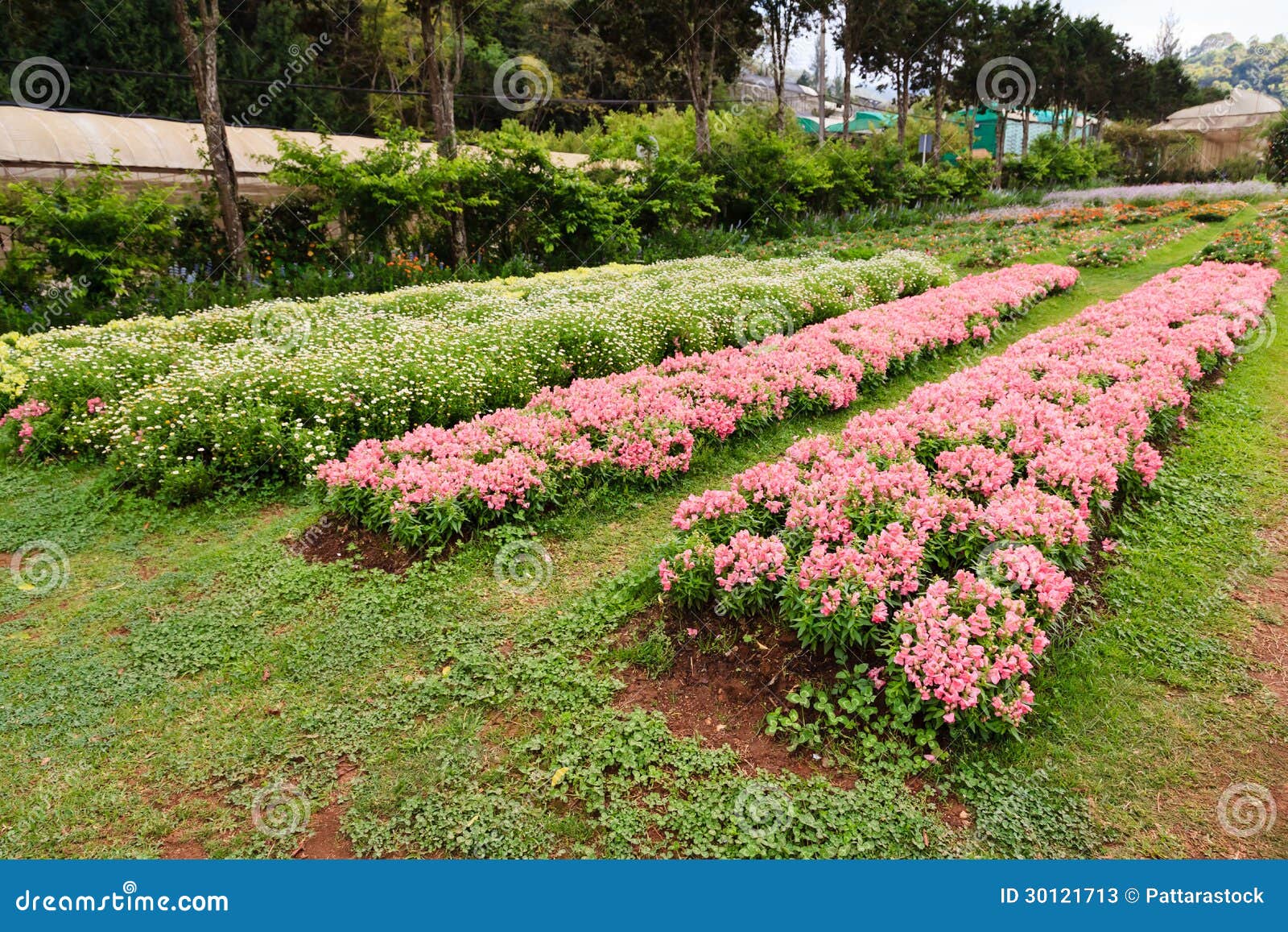 Flowers Plantation in the Countryside of Thailand Stock Image Image