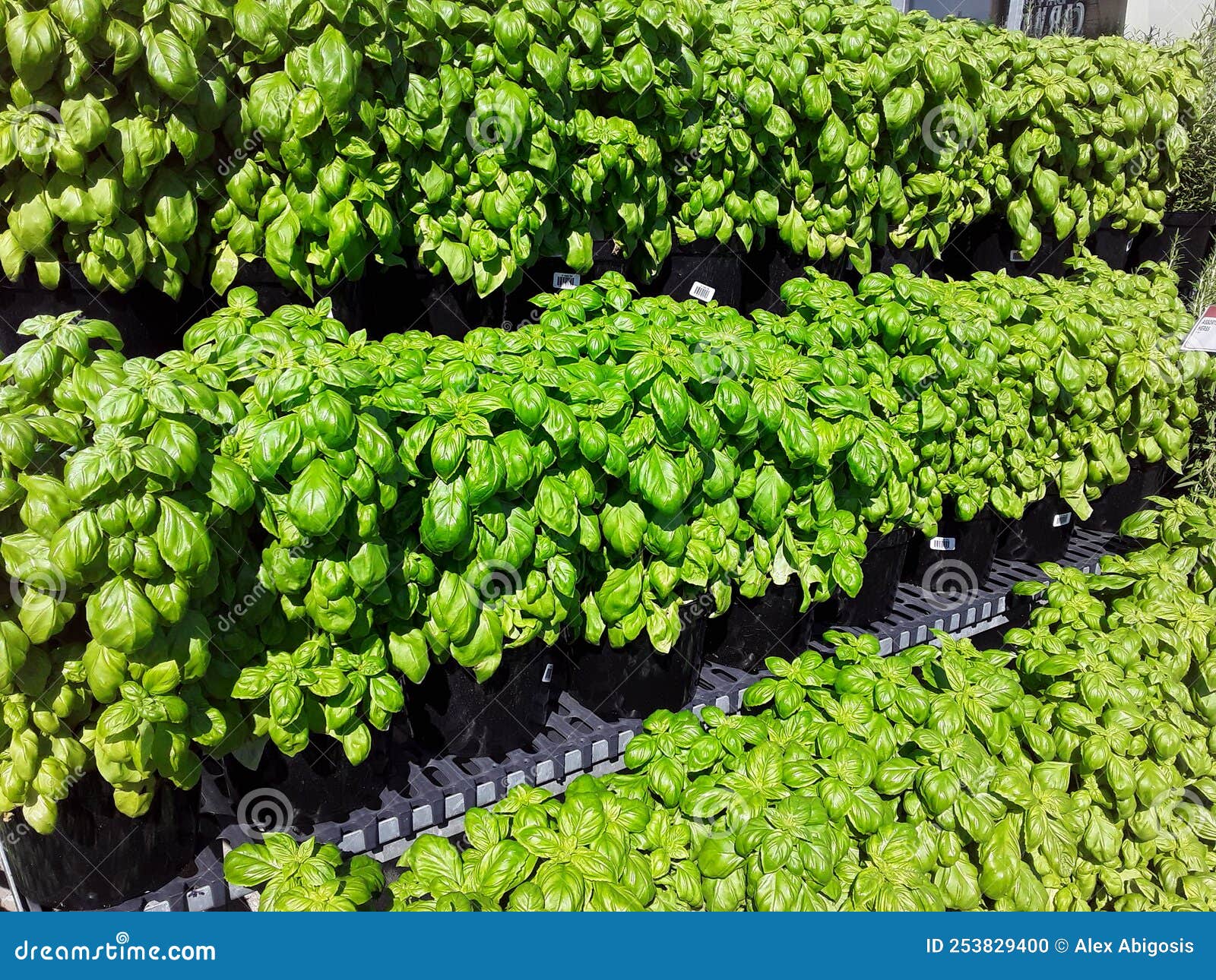 Rows of Fresh Basil Plants Outside of a Shop Stock Photo Image of