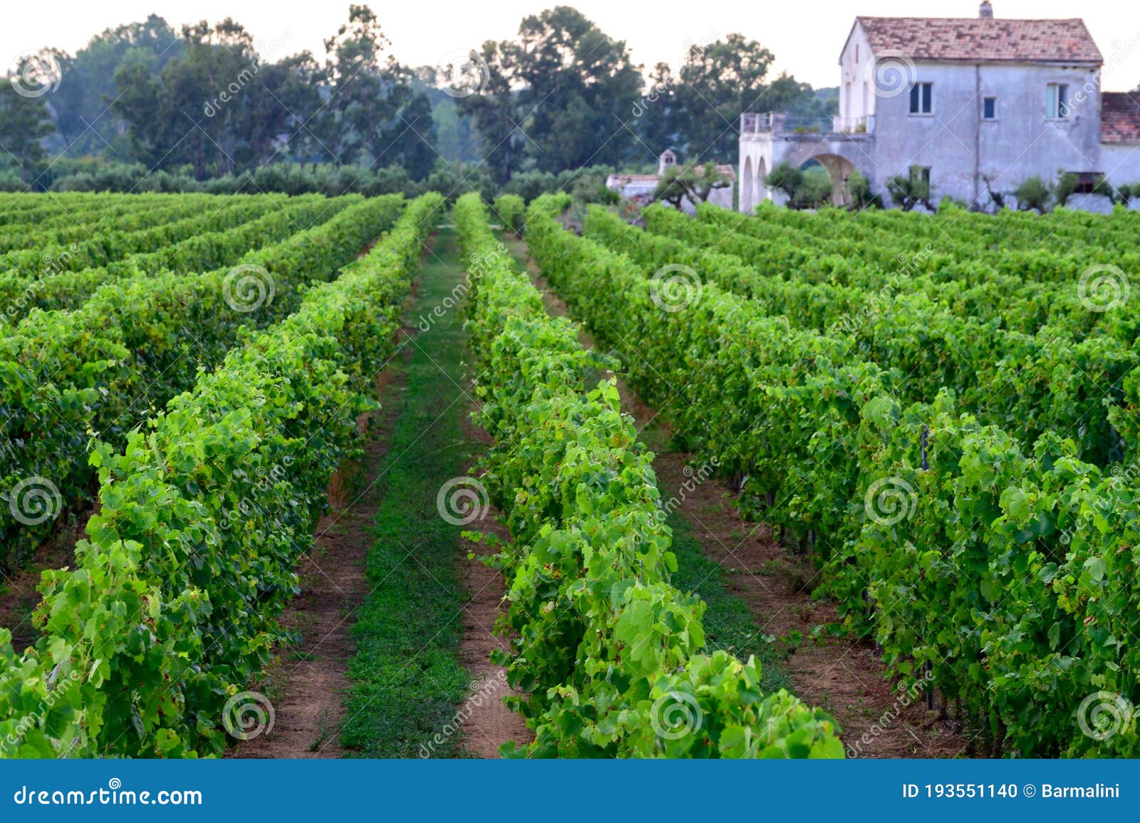 rows with grape plants on vineyards in campania, south of italy