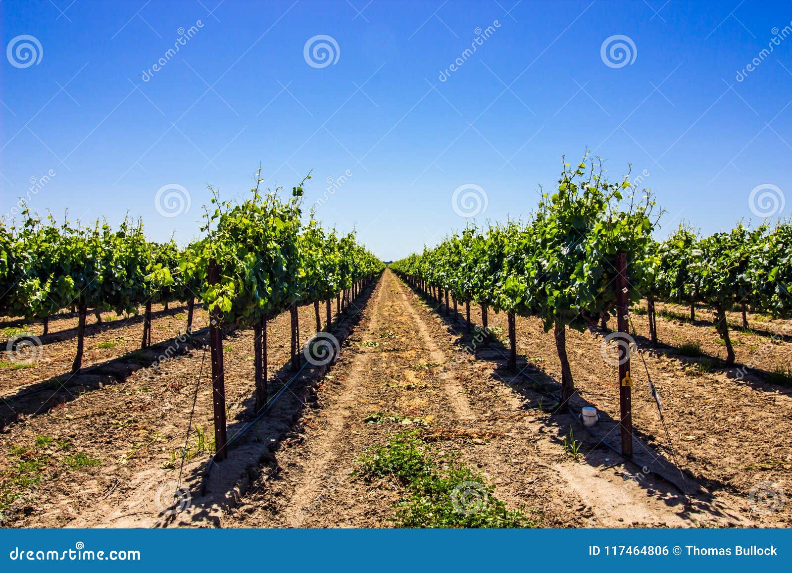 Rows of Grape Vine Stakes stock photo. Image of grapevines 117464806
