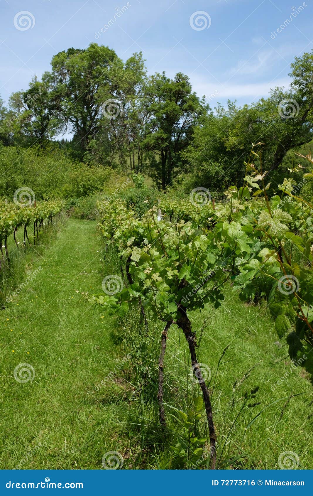 Rows of Grape Vines at Harris Bridge Vineyard in Oregon Editorial Photo