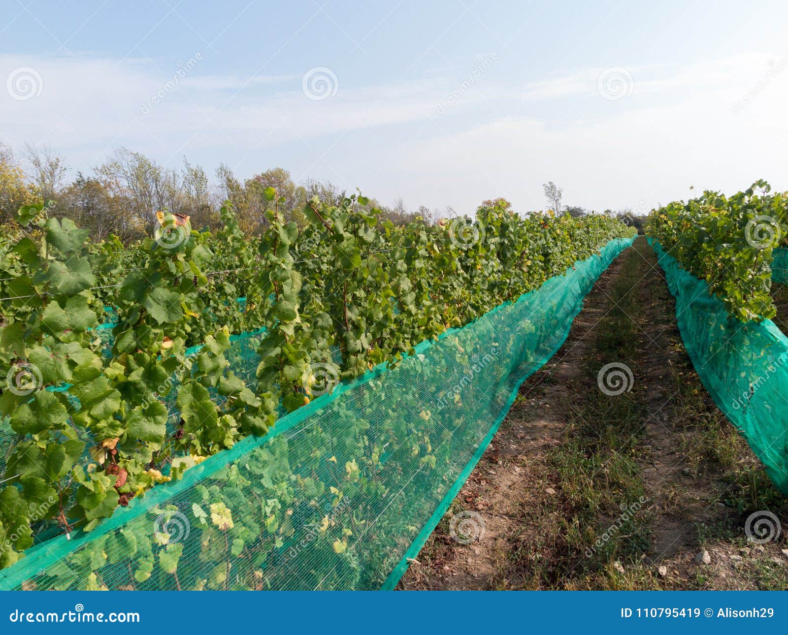 Harvest season at Vineyard stock image. Image of green 110795419