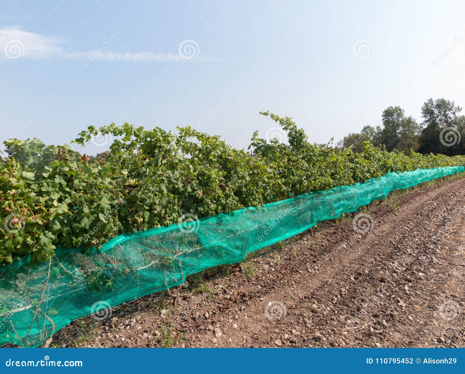 Harvest season at Vineyard stock photo. Image of grow 110795452