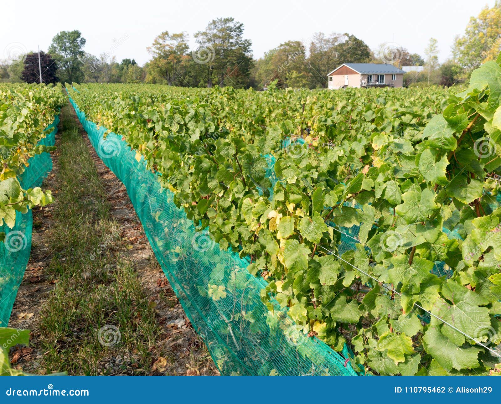 Harvest season at Vineyard stock photo. Image of purple 110795462