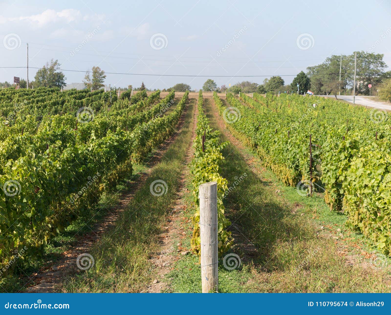 Harvest season at Vineyard stock photo. Image of agriculture 110795674
