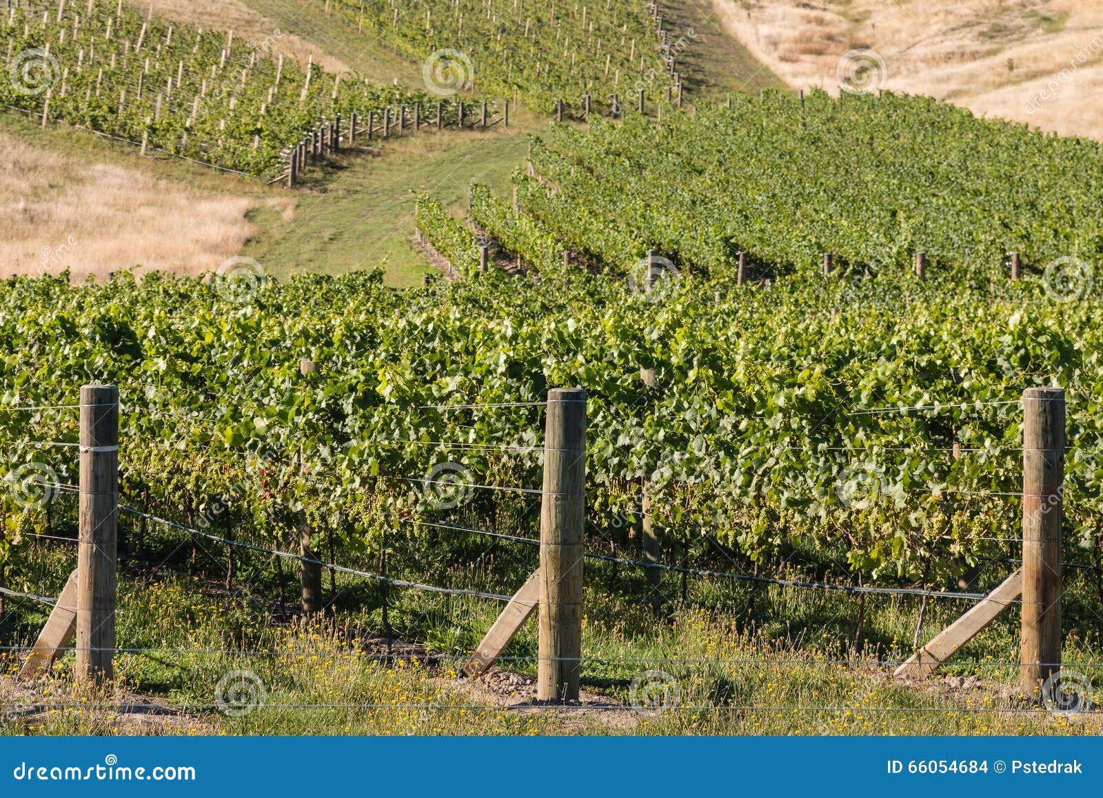 Rows of grapes in vineyard stock photo. Image of grapes 66054684