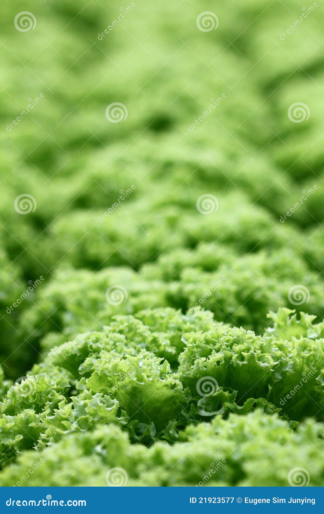 Rows of Green Coral Lettuce Stock Image Image of nutrition, harvest