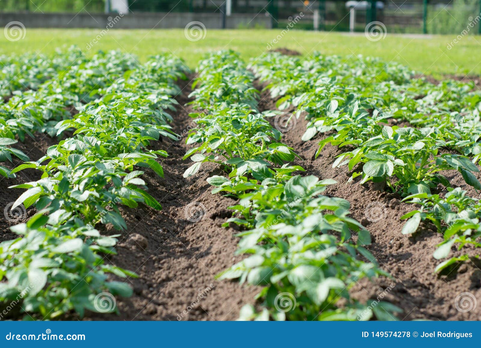 Rows of Green Leafed Vegetable in a Field Stock Photo Image of dinner
