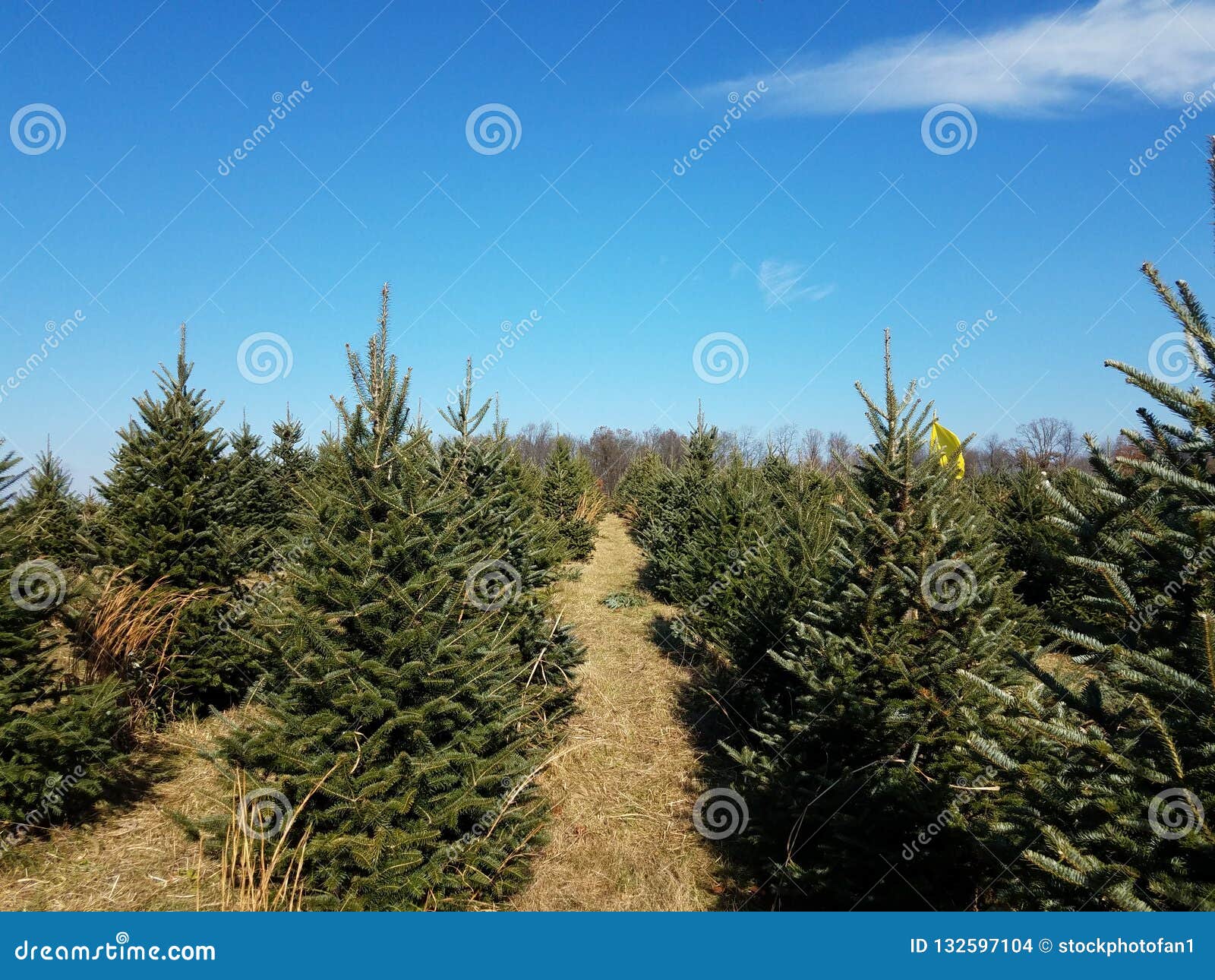 Rows of Green Pine Christmas Trees at Farm Stock Photo Image of