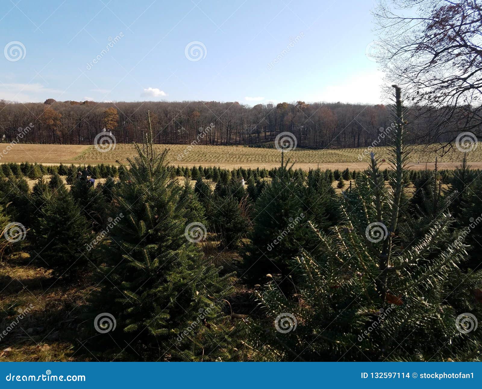 Rows of Green Pine Christmas Trees at Farm Stock Photo Image of farm
