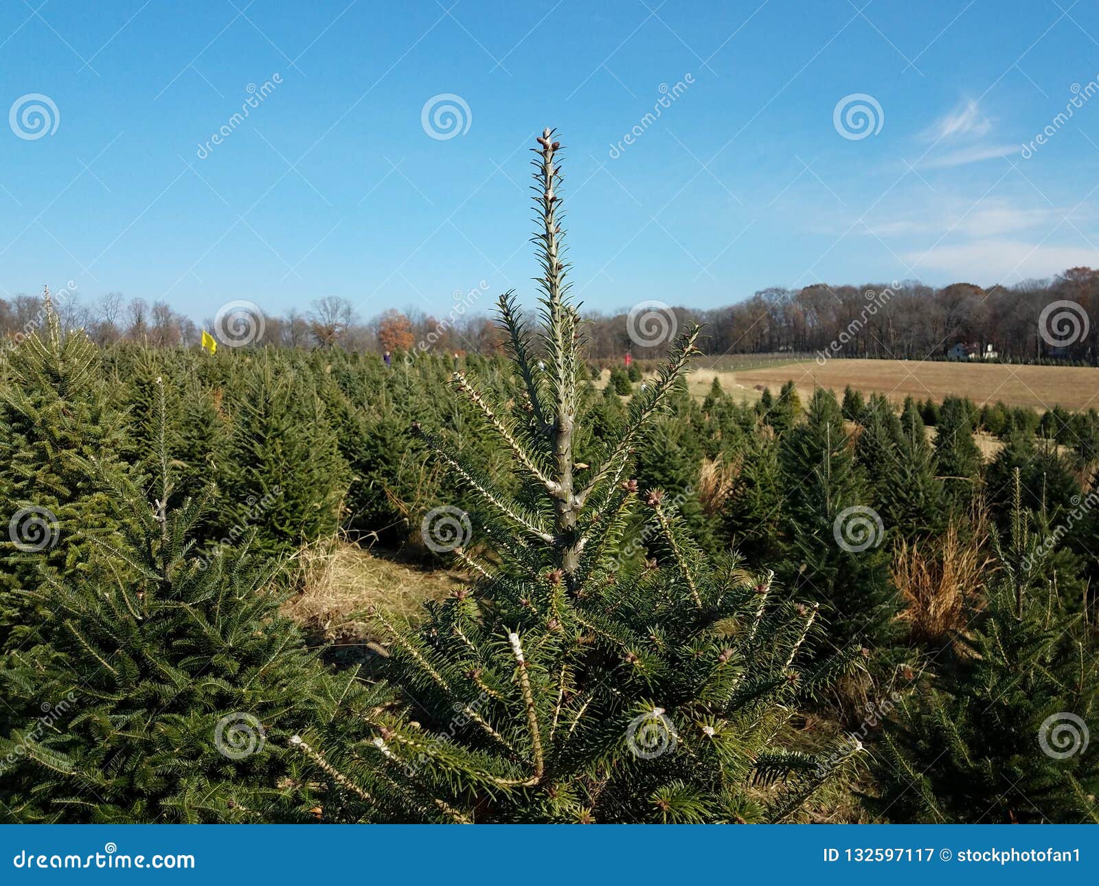 Rows of Green Pine Christmas Trees at Farm Stock Image Image of