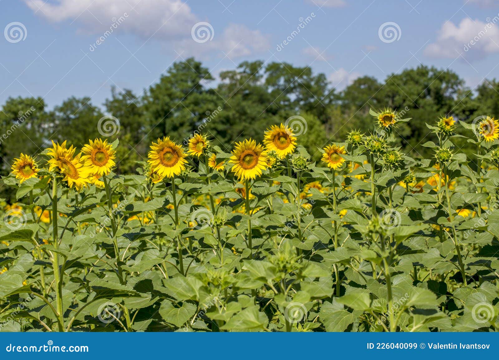 Rows of Growing Sunflowers in a Large Rural Field Stock Image Image
