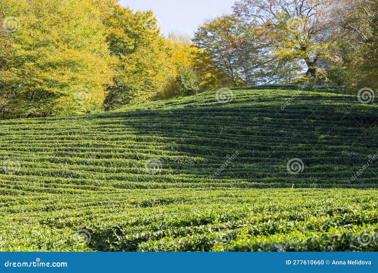 Rows of Growing Tea on a Tea Plantation, Selective Focus Stock Photo Image of azores, trees
