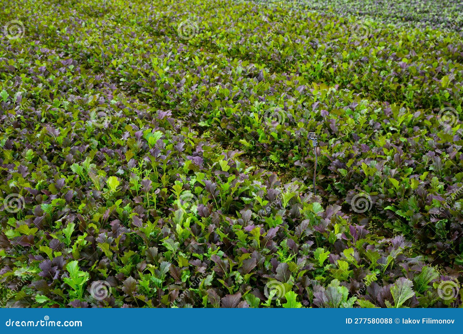 Rows of Harvest of Mustard Leaf on the Field Stock Photo Image of