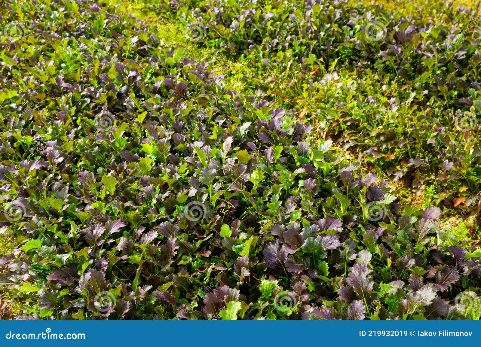 Rows of Harvest of Mustard Leaf on the Field Stock Image Image of