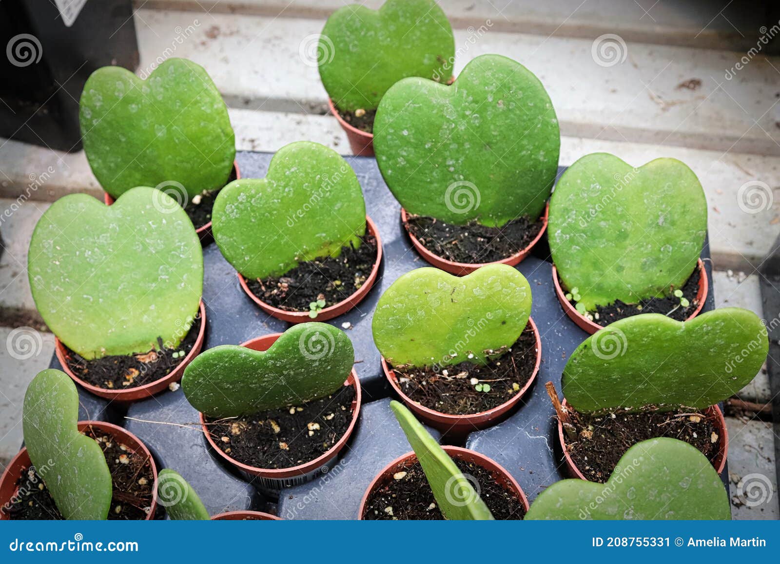 Rows of Heart Hoya Plants in Tiny Pots Stock Image Image of fresh