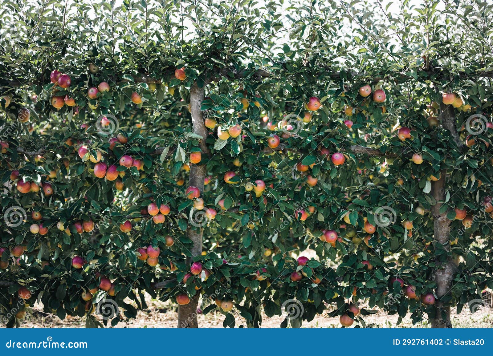 rows of idared apples growing at apple orchard. espalier apples growing in apple orchard