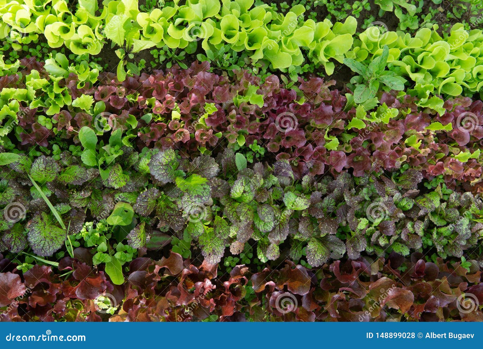 Rows of Lettuce and Mustard of Different Colors in the Garden Bed Stock Photo Image of diet