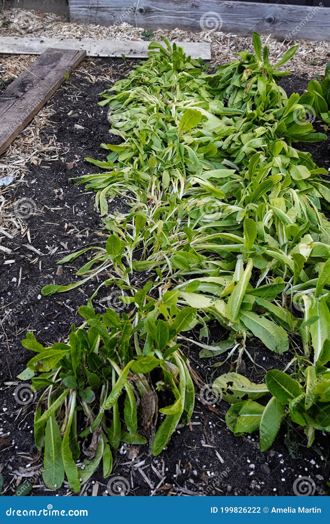 Rows of Lettuce Wilting in the Garden during a Hot Day Stock Photo