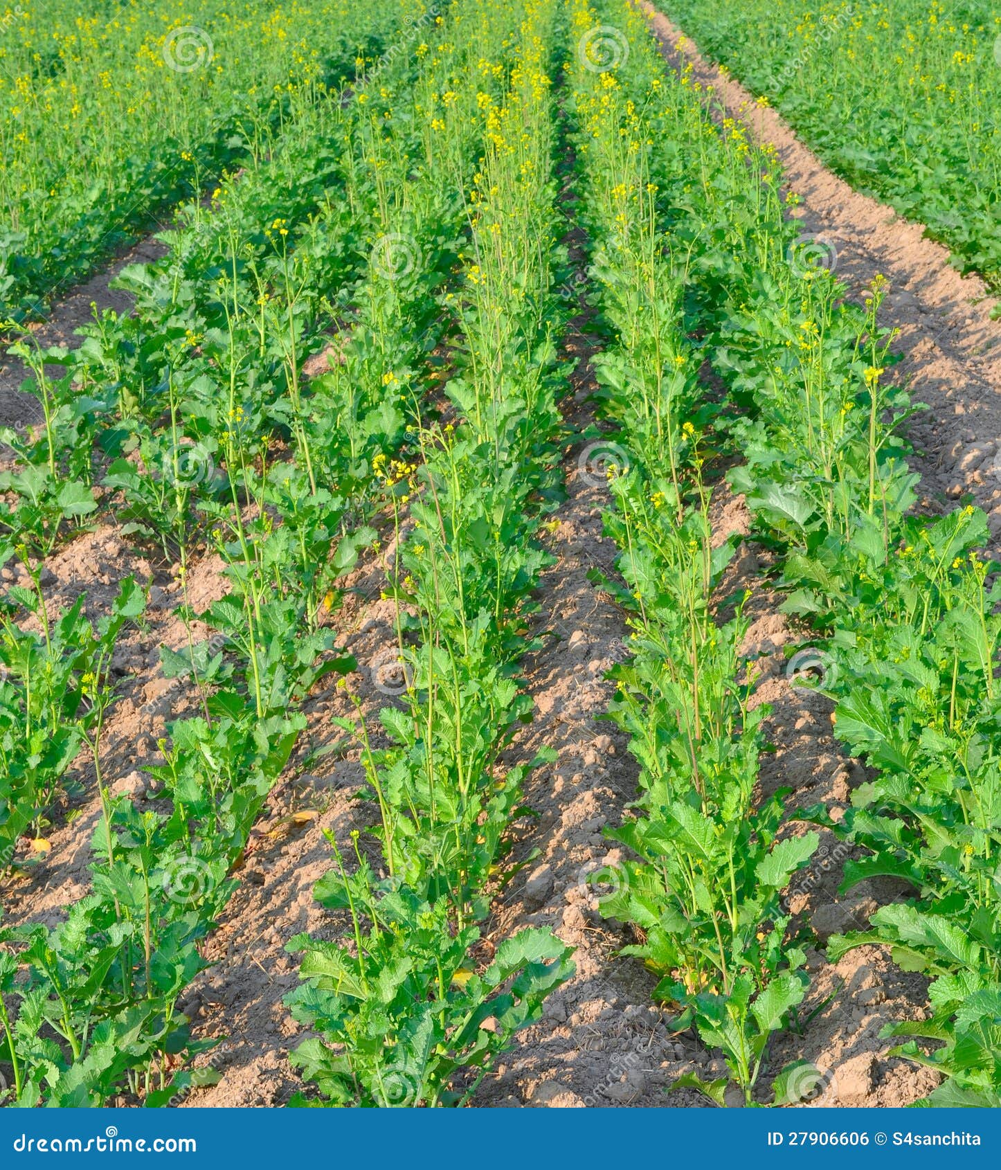 Rows of mustard plants stock photo. Image of grain, fertile 27906606