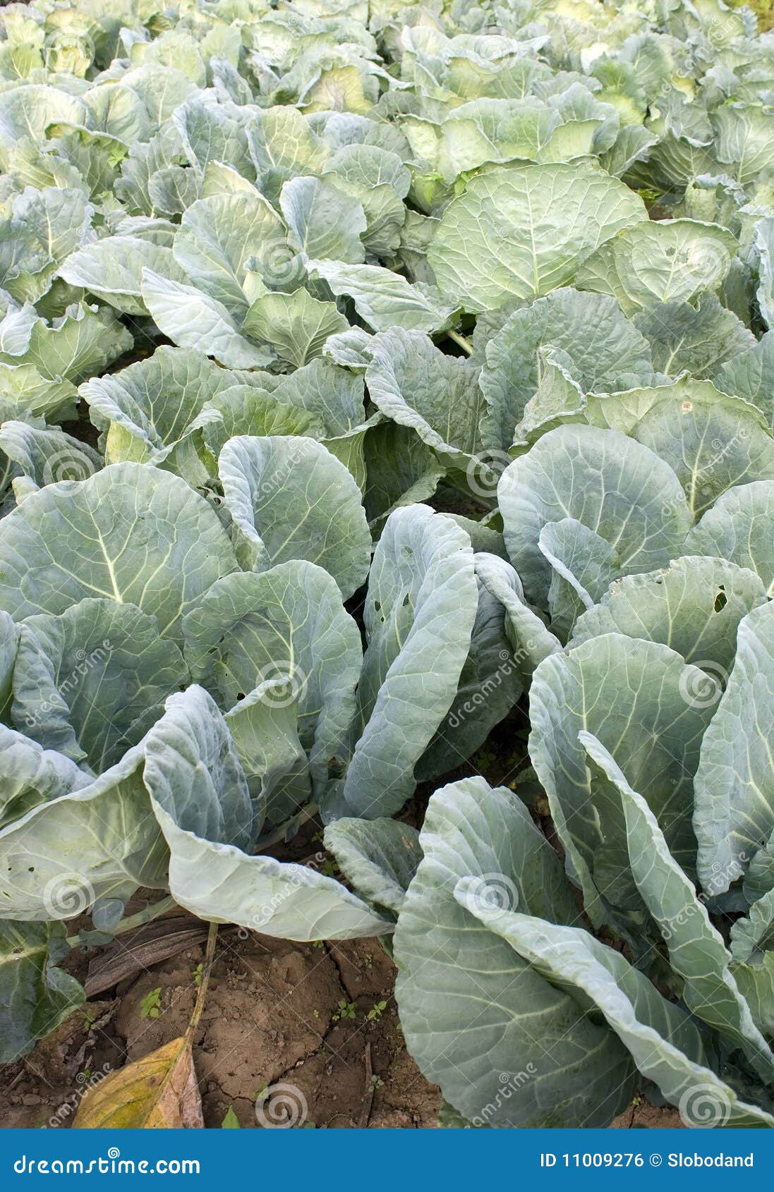 Rows of Organic Spring Green Cabbages Stock Photo Image of cabbage