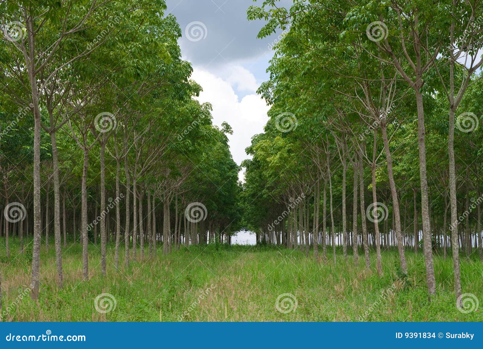 rows of para rubber tree