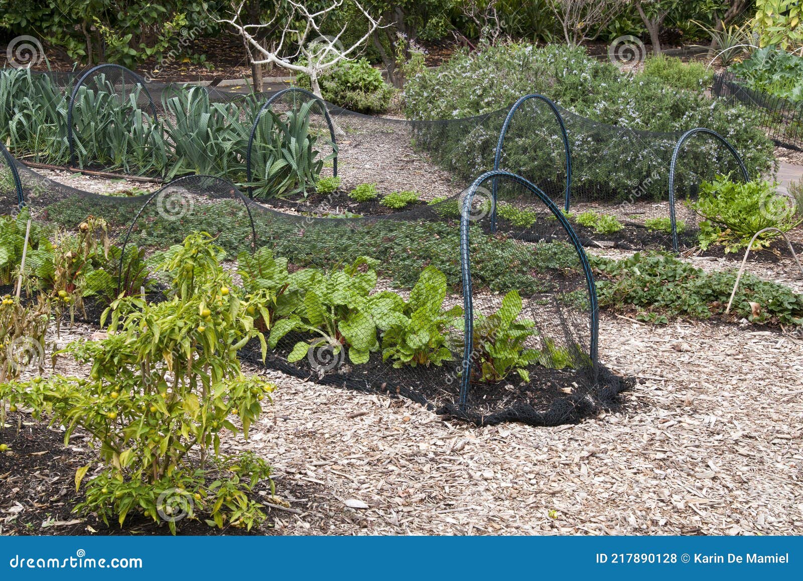 Rows of Plants with Netting in a Vegetable Garden Stock Photo Image of domestic, organic