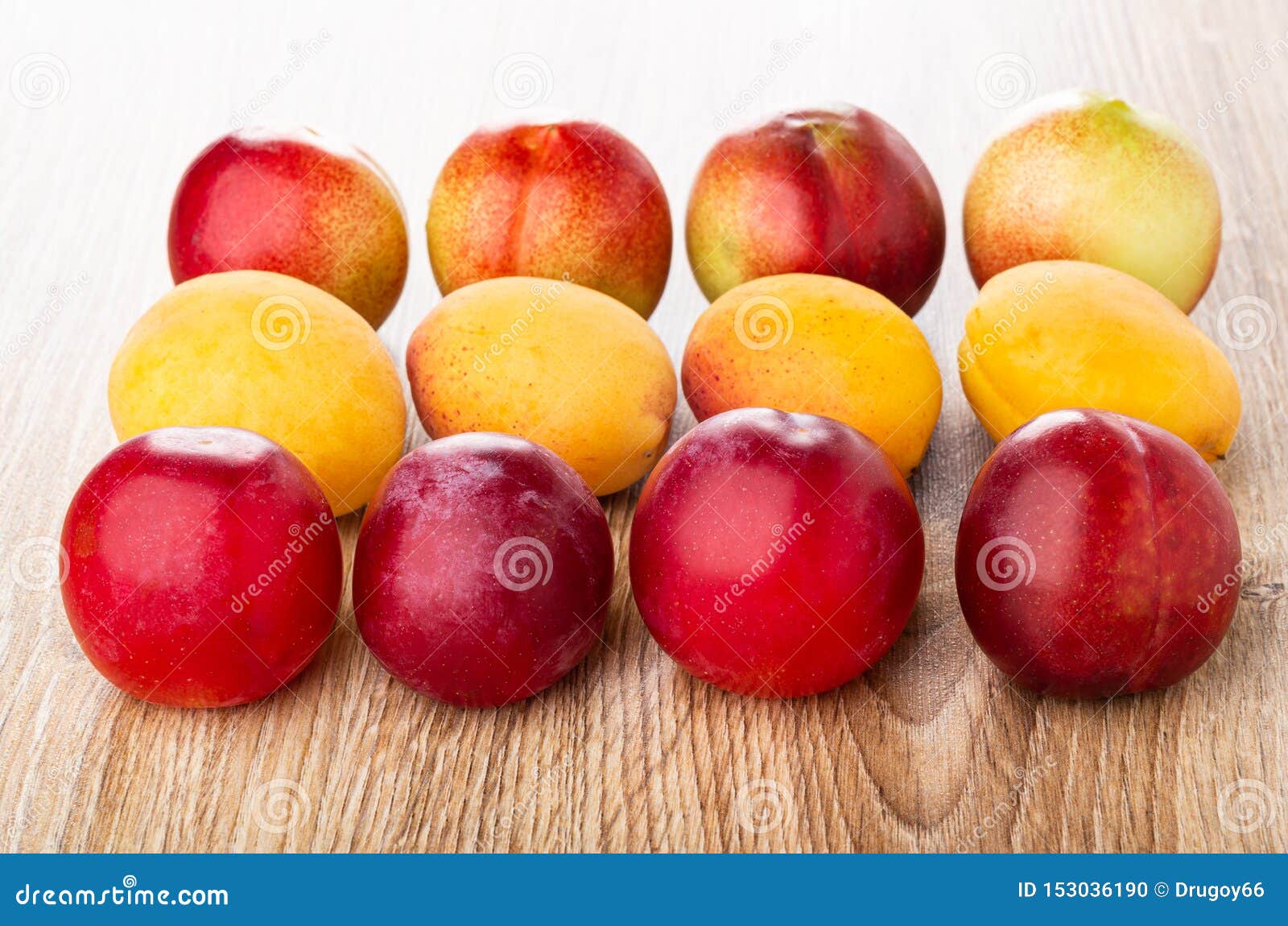 Rows of Plums, Apricots and Nectarines on Table Stock Photo Image of dessert, nectarine 153036190