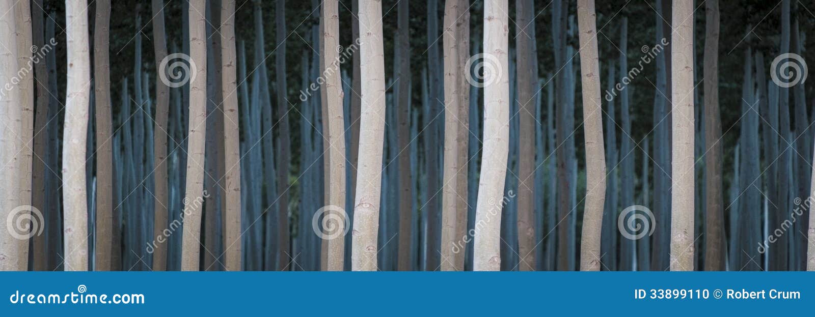 rows of poplars in a tree farm