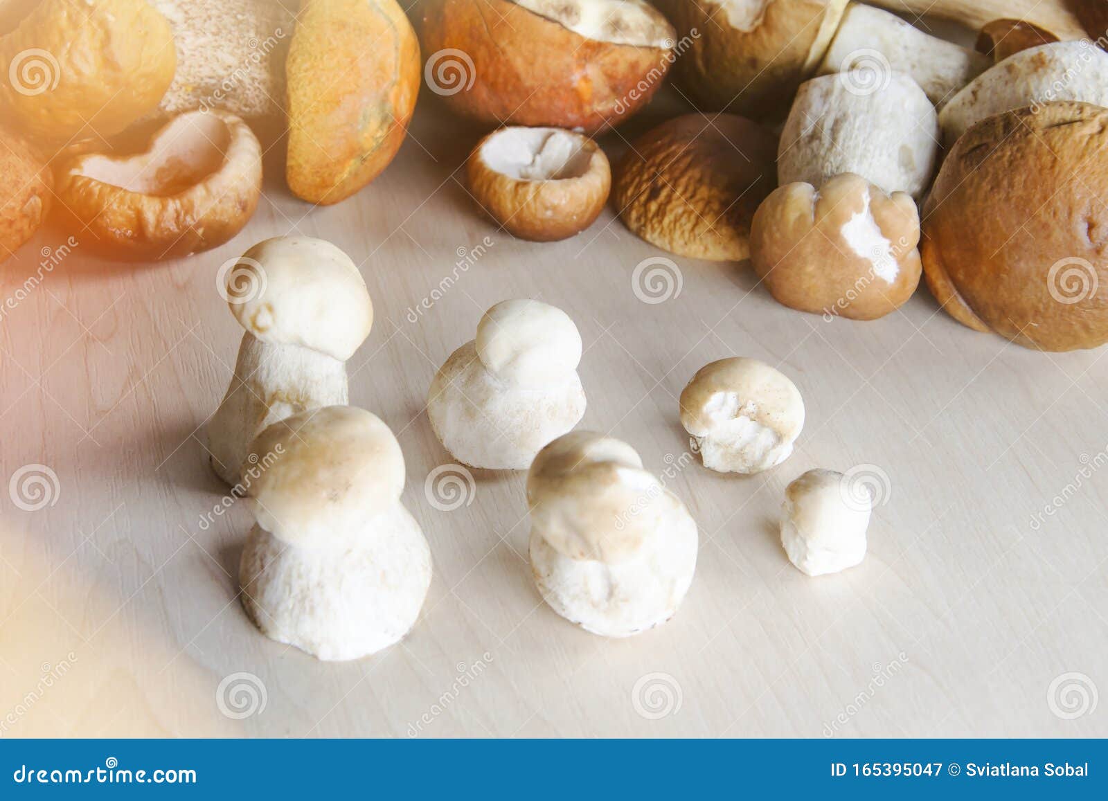 Rows of Porcini Mushrooms in the Studio Stock Image Image of studio