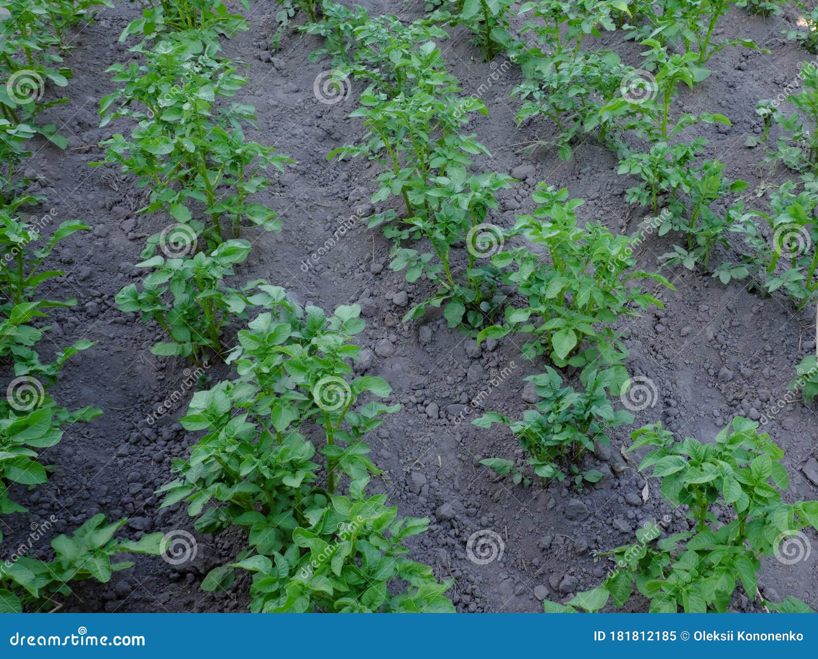 Rows of Potatoes Grow in the Garden. Potato Stalks Stock Image Image