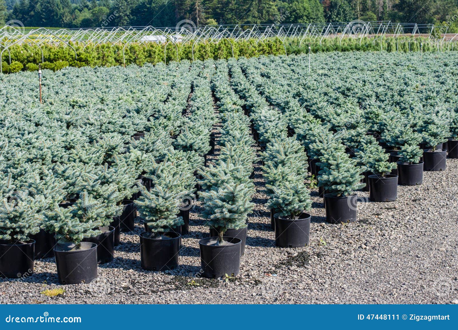 Rows of Potter Nursery Planst Stock Image Image of farming, lines