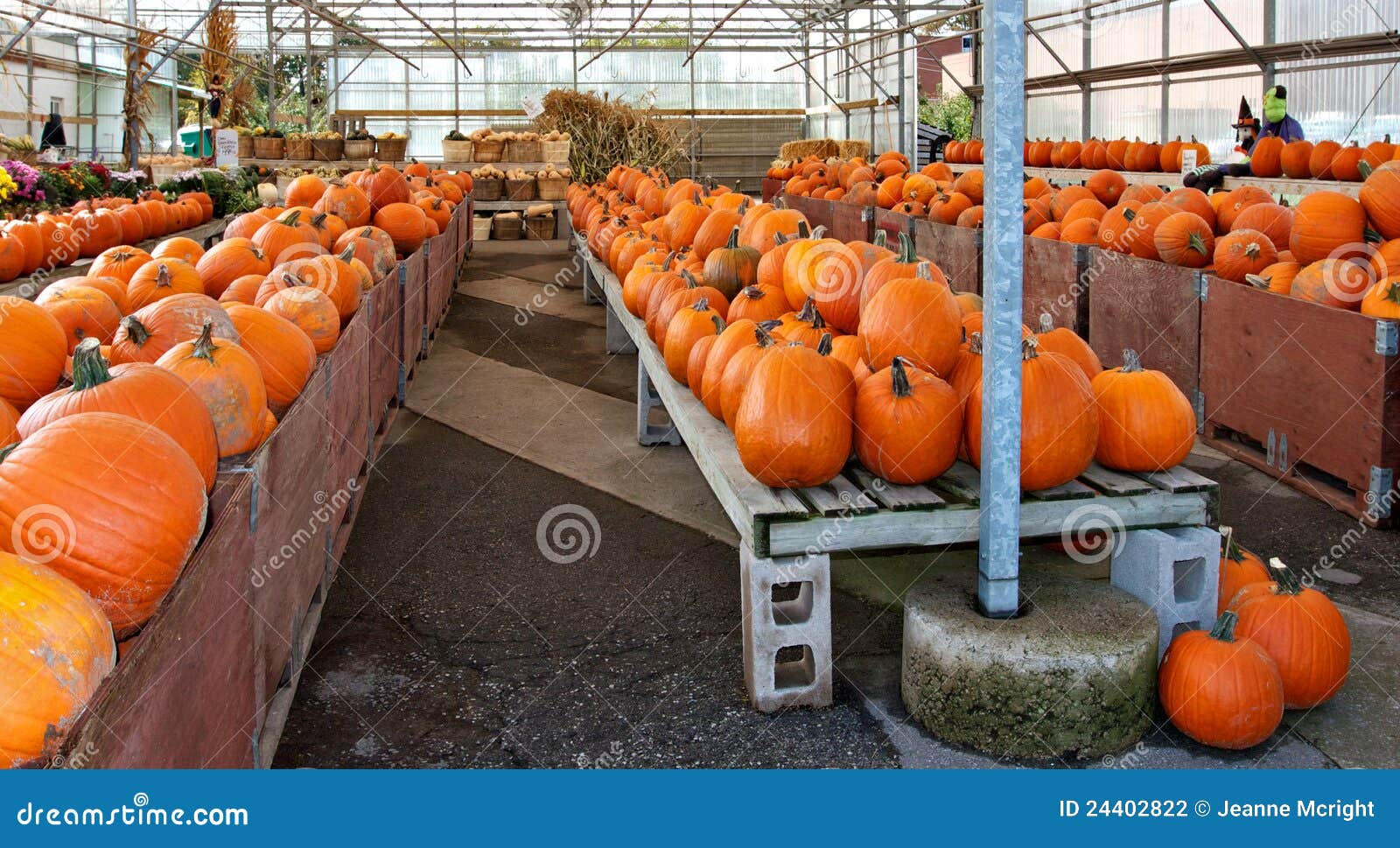 Rows of Pumpkins in Bins at a Farmers Market Stock Photo Image of