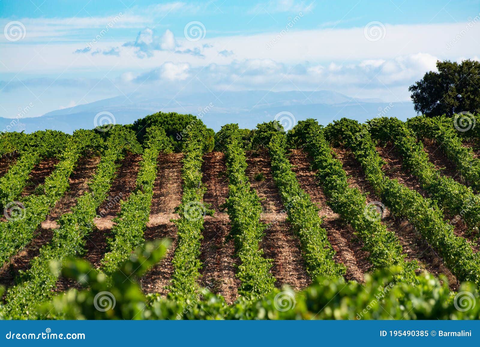 rows of ripe syrah wine grapes plants on vineyards in cotes  de provence, region provence, south of france